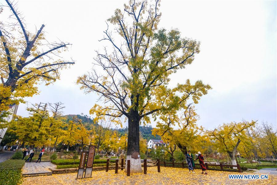 CHINA-ZHEJIANG-CHANGXING-GINKGO-SCENERY (CN)