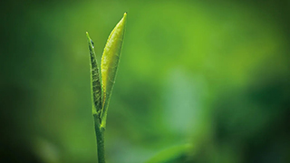 這片樹葉，改變了世界！