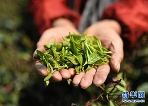 “吉時雨”雷山縣茶葉扶貧的“跨界公益”