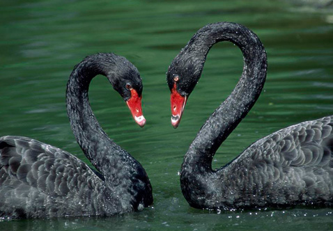 ?？低?ldquo;黑天鵝”驚魂兩天