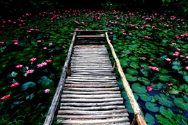 踱步花間，邂逅美麗