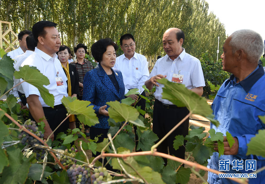 8月9日，中共中央政治局委員、中央統(tǒng)戰(zhàn)部部長(zhǎng)、中央代表團(tuán)副團(tuán)長(zhǎng)孫春蘭率中央代表團(tuán)三分團(tuán)，先后赴內(nèi)蒙古自治區(qū)烏海市、阿拉善盟看望各族干部群眾。這是孫春蘭在烏海市漢森酒業(yè)集團(tuán)的葡萄種植園了解葡萄種植情況。新華社記者 任軍川 攝
