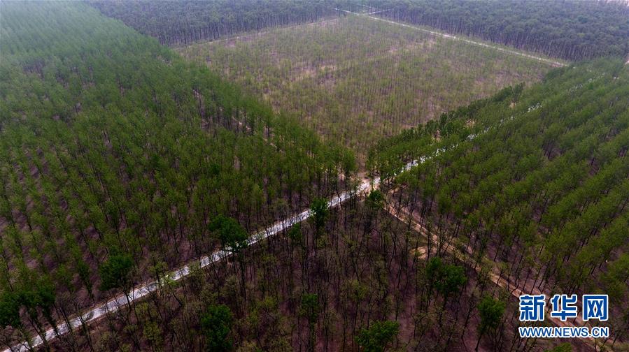 (在習(xí)近平新時(shí)代中國(guó)特色社會(huì)主義思想指引下——新時(shí)代新氣象新作為·圖文互動(dòng))(1)河南民權(quán):三代造林人接力68年播綠黃河故道