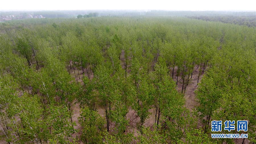 (在習(xí)近平新時(shí)代中國(guó)特色社會(huì)主義思想指引下——新時(shí)代新氣象新作為·圖文互動(dòng))(2)河南民權(quán):三代造林人接力68年播綠黃河故道