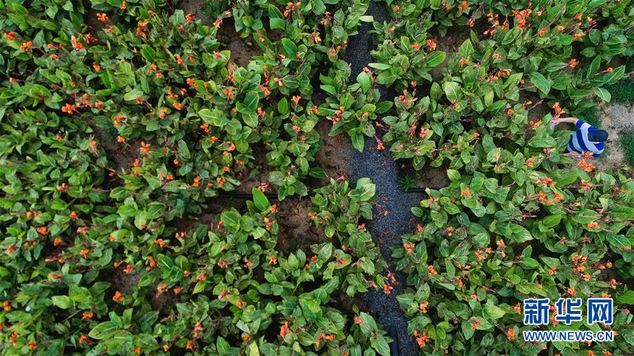 （在習(xí)近平新時(shí)代中國(guó)特色社會(huì)主義思想指引下——新時(shí)代新作為新篇章·圖文互動(dòng)）（5）稀奇！治污濕地成了休閑公園——江蘇蘇州全域推進(jìn)農(nóng)村生活污水治理