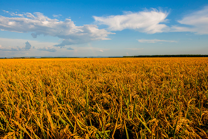 秋收的中國，你想象不到的美！但更美的是……