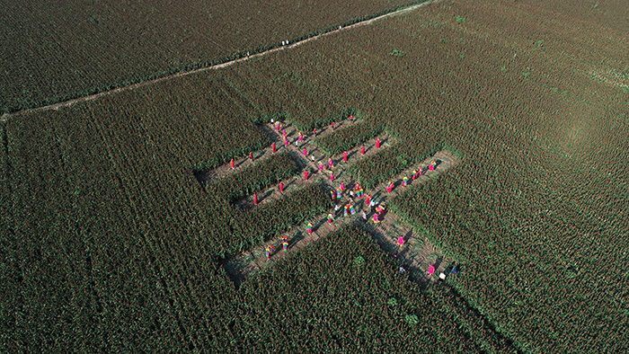 秋收的中國，你想象不到的美！但更美的是……