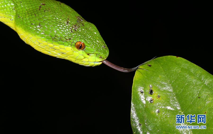 (新華全媒頭條·圖文互動)(2)歸來的雨林