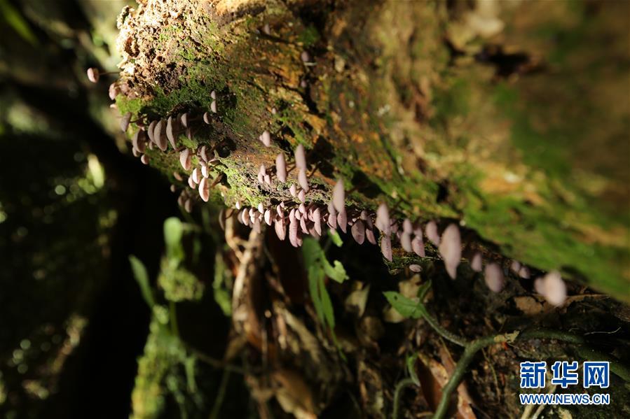 (新華全媒頭條·圖文互動)(4)歸來的雨林