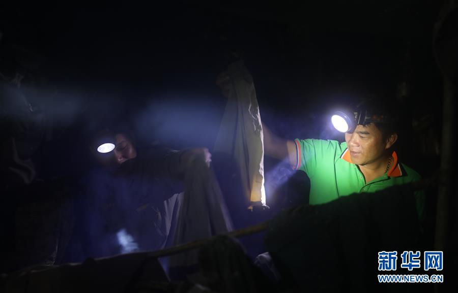 (新華全媒頭條·圖文互動)(9)歸來的雨林