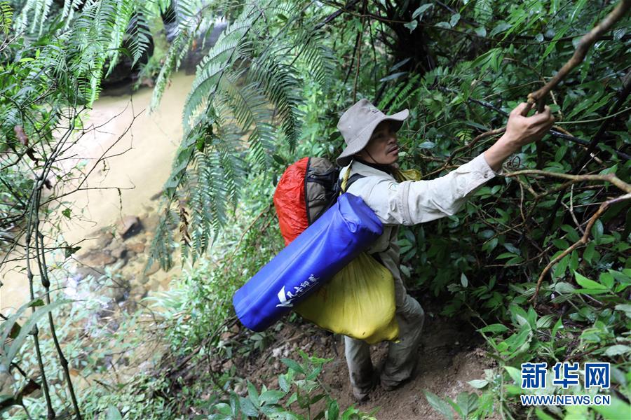 (新華全媒頭條·圖文互動)(10)歸來的雨林