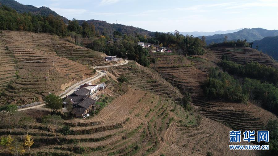 (在習近平新時代中國特色社會主義思想指引下·慶祝改革開放40周年·共享發(fā)展·圖文互動)(3)“浙江親人”請心安 白茶苗已種滿山——浙江安吉捐贈四川青川白茶苗種植地探訪