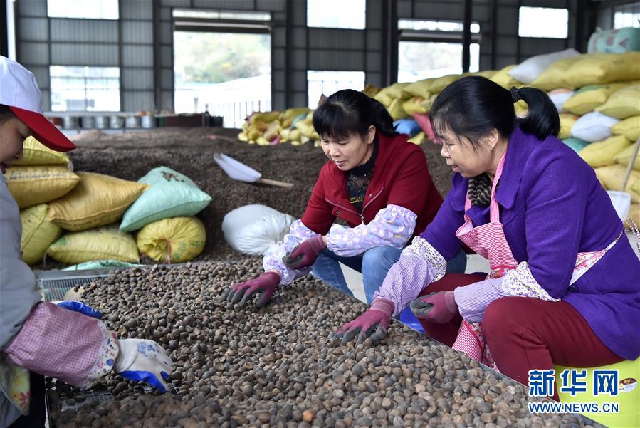 (圖文互動(dòng))(1)大山深處的“生態(tài)經(jīng)濟(jì)”