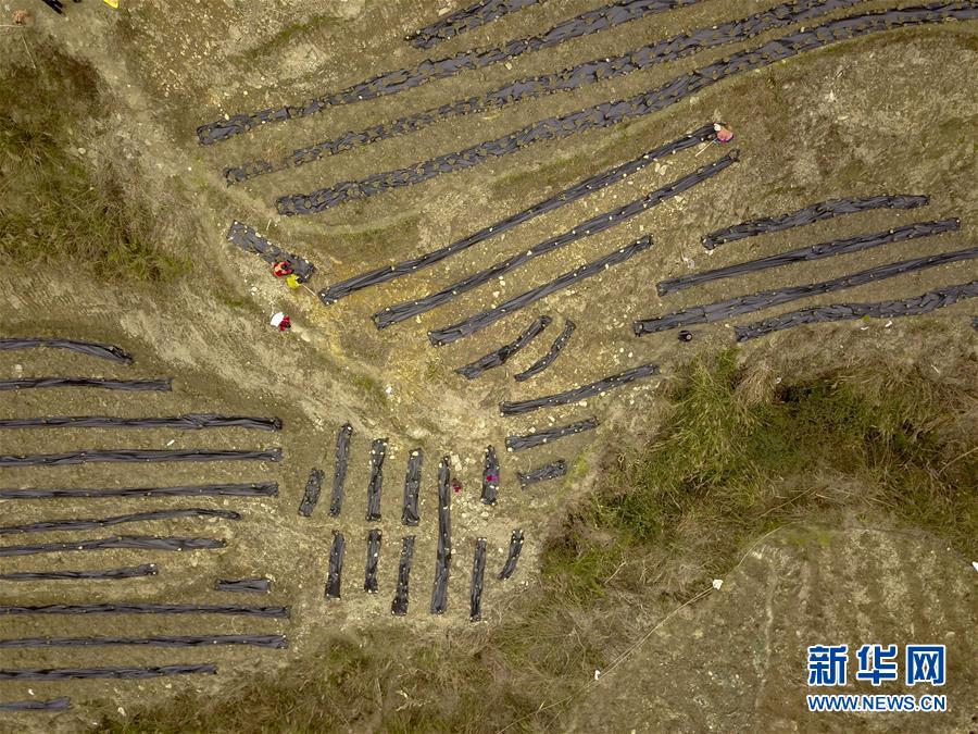 (新春走基層)(15)重慶黔江:土家三老漢 一臺(tái)“扶貧戲”