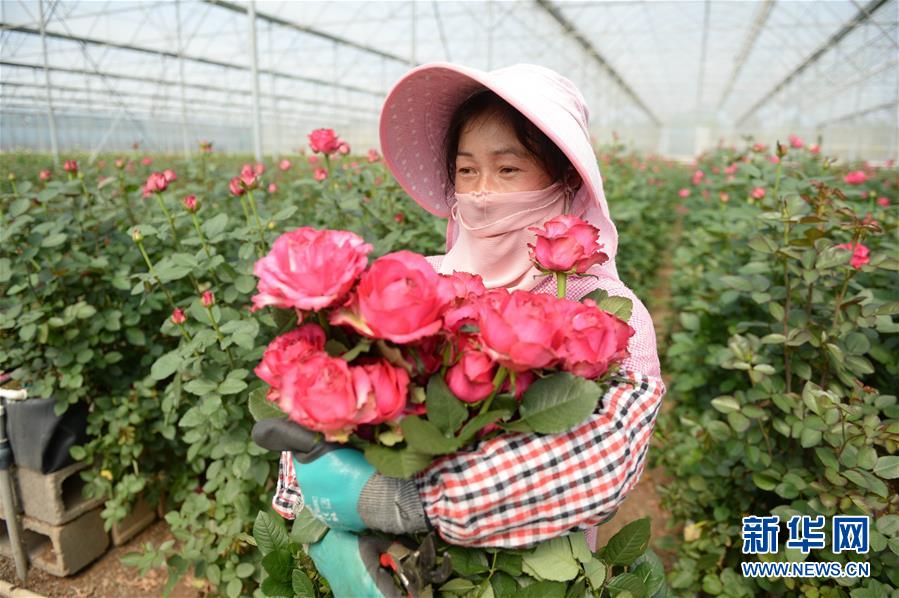 (在習(xí)近平新時(shí)代中國(guó)特色社會(huì)主義思想指引下——新時(shí)代新作為新篇章·圖文互動(dòng))(1)紅土高原上掀起“綠色旋風(fēng)”