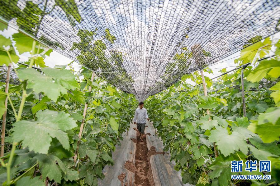 (在習(xí)近平新時(shí)代中國(guó)特色社會(huì)主義思想指引下——新時(shí)代新作為新篇章·圖文互動(dòng))(2)紅土高原上掀起“綠色旋風(fēng)”