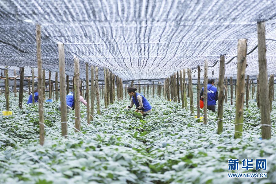 (在習(xí)近平新時(shí)代中國(guó)特色社會(huì)主義思想指引下——新時(shí)代新作為新篇章·圖文互動(dòng))(3)紅土高原上掀起“綠色旋風(fēng)”