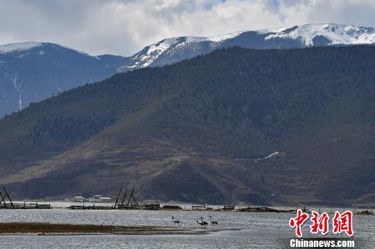 圖為在納帕海濕地棲息的候鳥?！⑷疥?攝