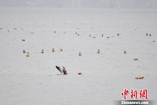 圖為在納帕海濕地棲息的候鳥。　劉冉陽 攝