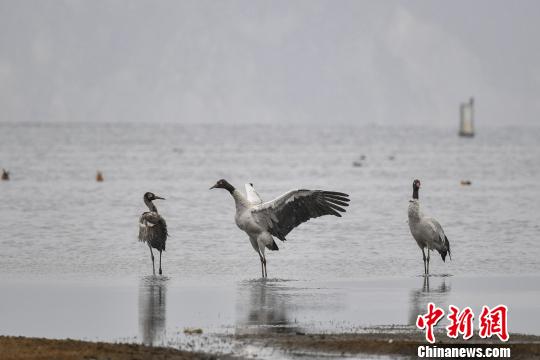 圖為在納帕海濕地棲息的黑頸鶴?！⑷疥?攝