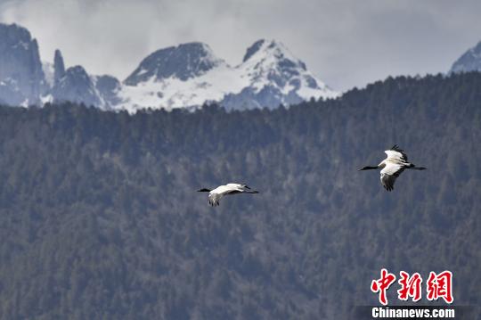 圖為在納帕海濕地上空飛翔的黑頸鶴?！⑷疥?攝
