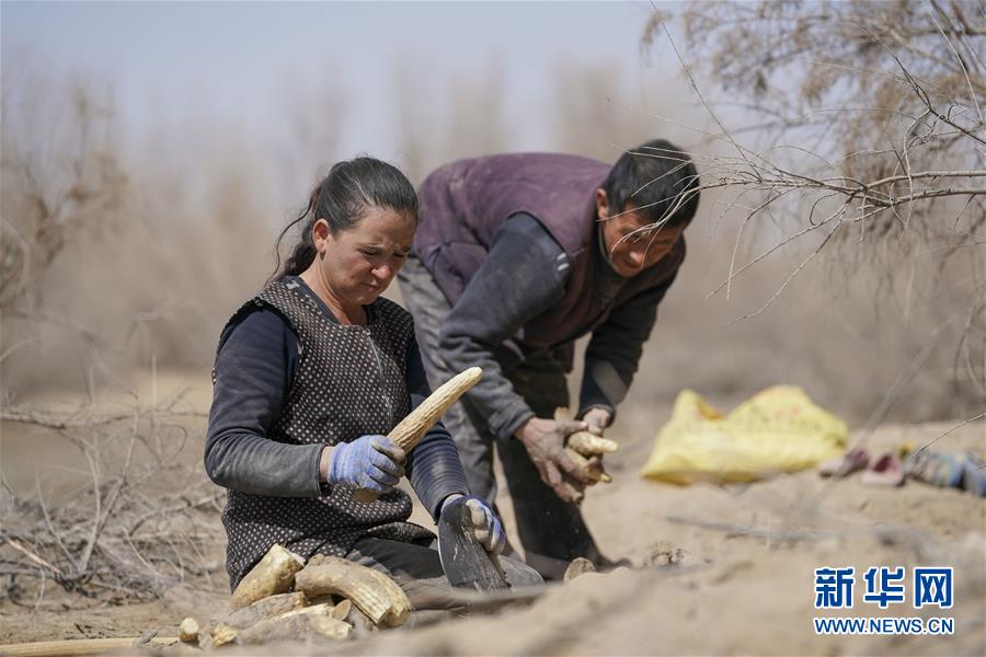 （新華全媒頭條·圖文互動）（6）一步千年，“最后的沙漠部落”遷入新家園