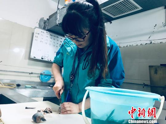 于雅麗在餌料操作間，準(zhǔn)備著動(dòng)物們的食物。　艾慶龍 攝