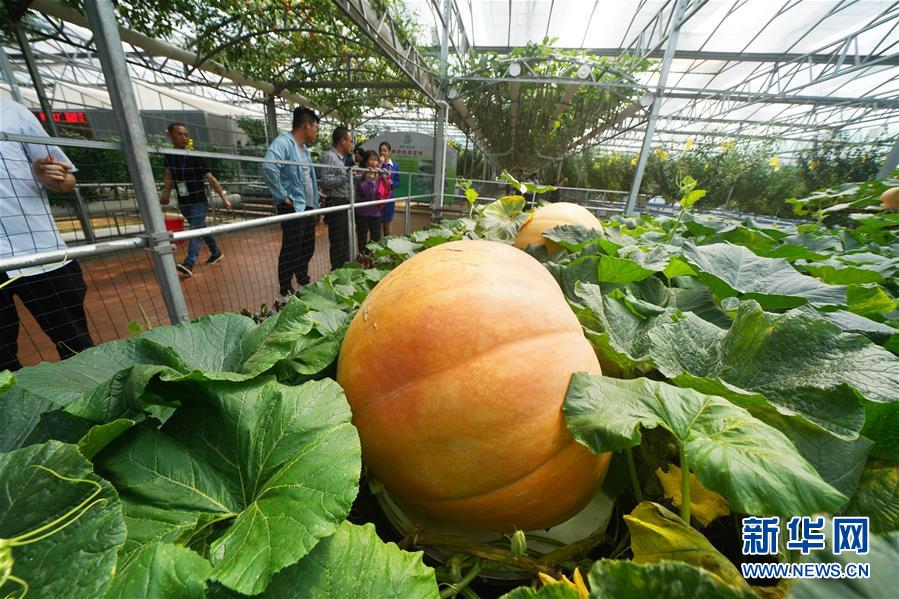 (壯麗70年·奮斗新時(shí)代·圖文互動(dòng))(11)山東壽光:一棵“菜”興一座城