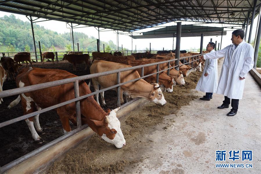 (直過民族脫貧攻堅(jiān)·圖文互動)(4)“人類童年·西盟佤部落”成長記
