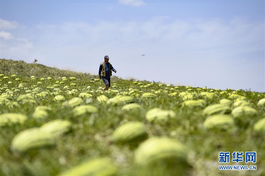 （壯麗70年·奮斗新時(shí)代——共和國發(fā)展成就巡禮·圖文互動(dòng)）（4）生態(tài)美、百姓富——品讀嶄新“寧夏畫卷”