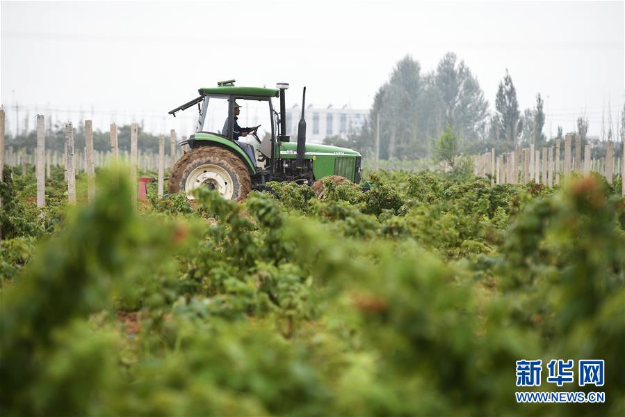 （壯麗70年·奮斗新時(shí)代——共和國發(fā)展成就巡禮·圖文互動(dòng)）（10）生態(tài)美、百姓富——品讀嶄新“寧夏畫卷”