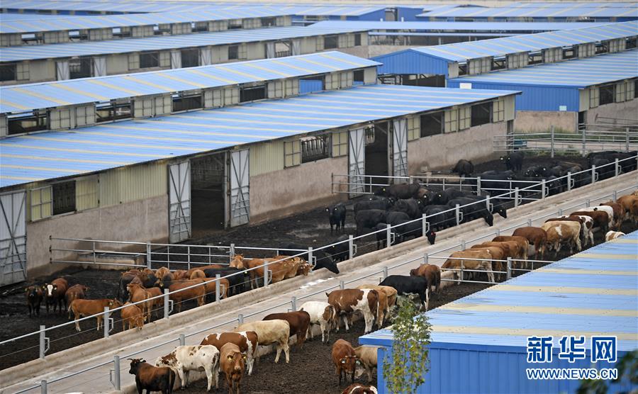 （壯麗70年·奮斗新時(shí)代——共和國發(fā)展成就巡禮·圖文互動(dòng)）（11）生態(tài)美、百姓富——品讀嶄新“寧夏畫卷”