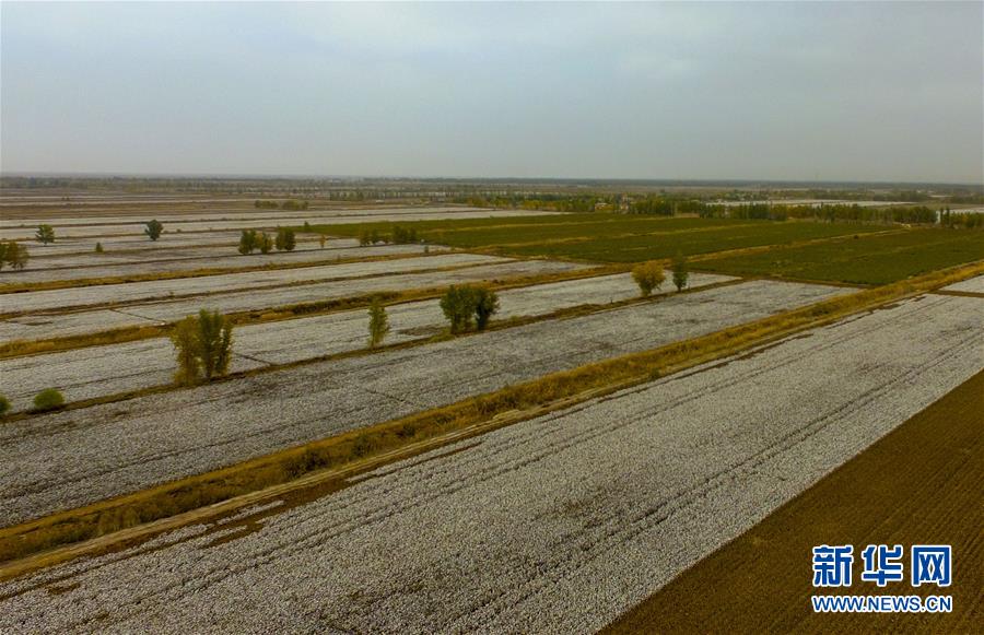 (壯麗70年·奮斗新時代——共和國發(fā)展成就巡禮·圖文互動)(1)鑄劍為犁造綠洲 安邊固疆筑“長城”——新疆生產(chǎn)建設兵團維穩(wěn)戍邊改革發(fā)展紀實