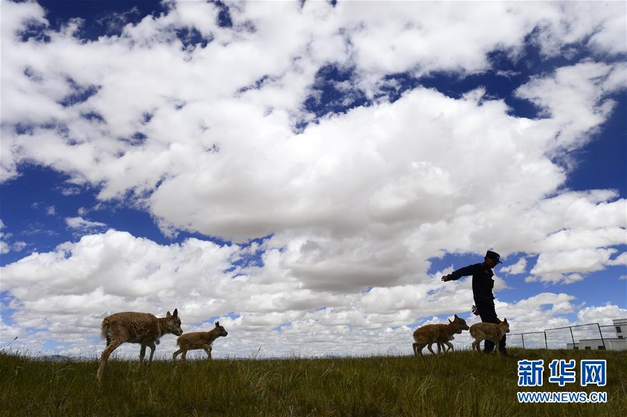 （今日關(guān)注·第一屆國(guó)家公園論壇·圖文互動(dòng)）（5）首個(gè)國(guó)家公園什么樣？專(zhuān)家?guī)阆?ldquo;睹”為快