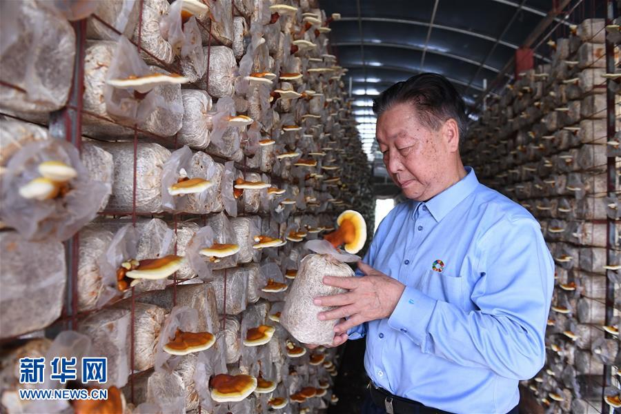 （不忘初心、牢記使命·圖文互動(dòng)）（1）拳拳寸草心 濃濃報(bào)國情——記“菌草之父”林占熺