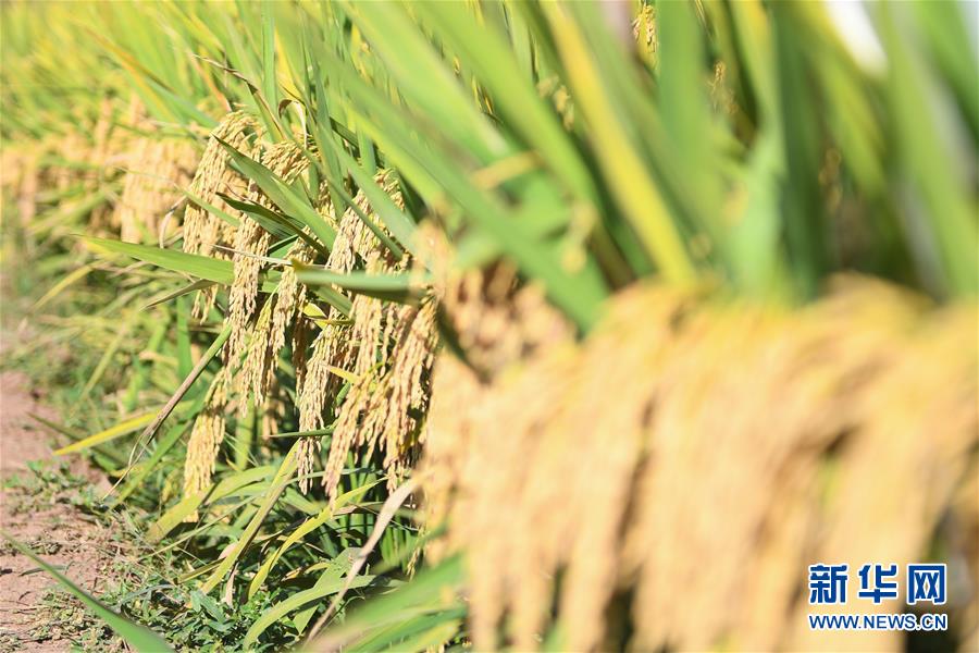 （圖文互動）（8）1046.3公斤！袁隆平第三代雜交水稻首次公開測產