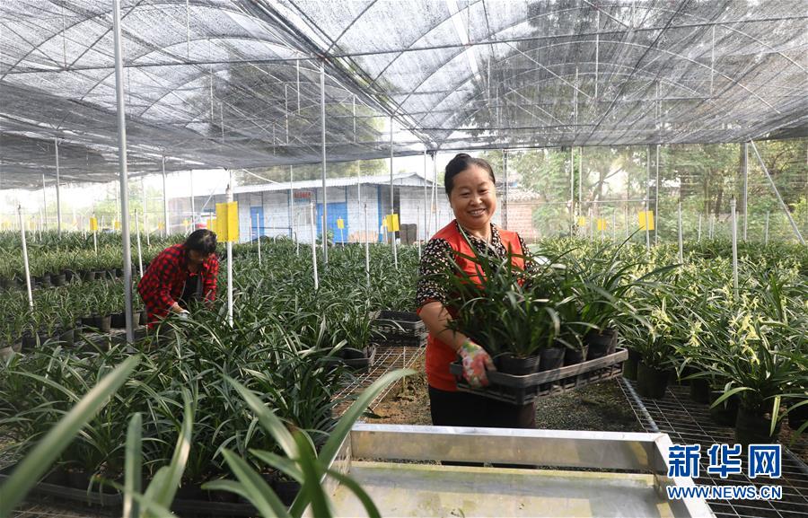 (在習(xí)近平新時(shí)代中國特色社會主義思想指引下——新時(shí)代新作為新篇章·總書記關(guān)心的百姓身邊事·圖文互動)(2)“科技秀才”給田野帶來新希望