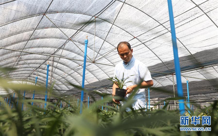 (在習(xí)近平新時(shí)代中國特色社會主義思想指引下——新時(shí)代新作為新篇章·總書記關(guān)心的百姓身邊事·圖文互動)(4)“科技秀才”給田野帶來新希望