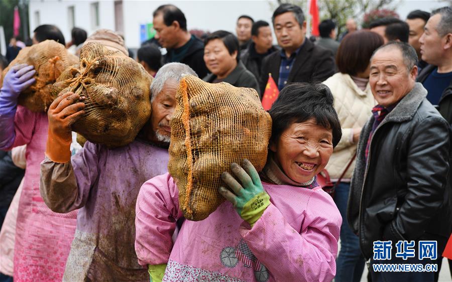 (脫貧攻堅(jiān))(3)陜西嵐皋魔芋 助力脫貧攻堅(jiān)