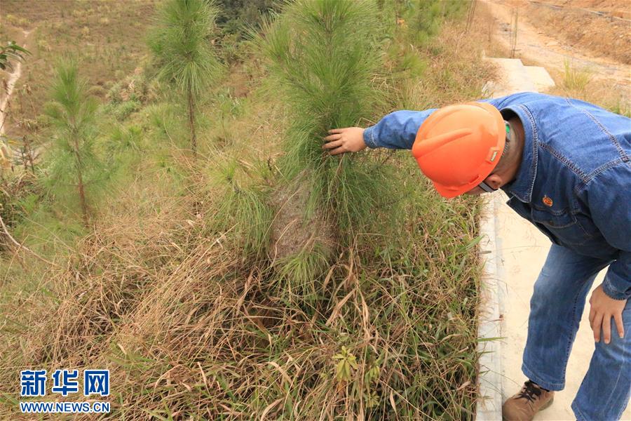 (生態(tài)文明建設(shè)·圖文互動)(3)粵北生態(tài)發(fā)展區(qū)筑牢粵港澳大灣區(qū)綠色屏障