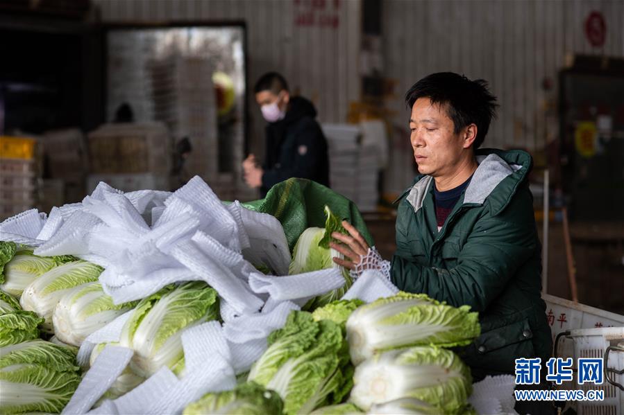 （抓好春耕備耕 穩(wěn)住農(nóng)業(yè)生產(chǎn)·圖文互動）（2）“栽種的是菜苗，收獲的是希望”——云南蔬菜集散地通?？h春耕見聞 