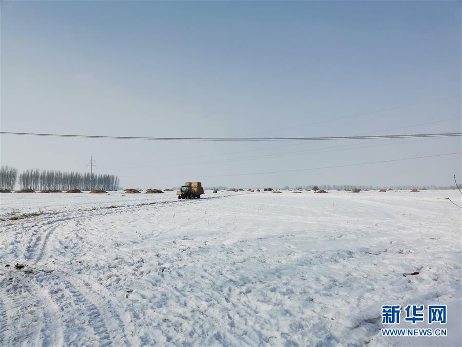 (抓好春耕備耕 穩(wěn)住農(nóng)業(yè)生產(chǎn)·圖文互動(dòng))(2)土地找“管家” 線上保春耕——黑龍江省蘭西縣農(nóng)業(yè)生產(chǎn)托管服務(wù)見聞