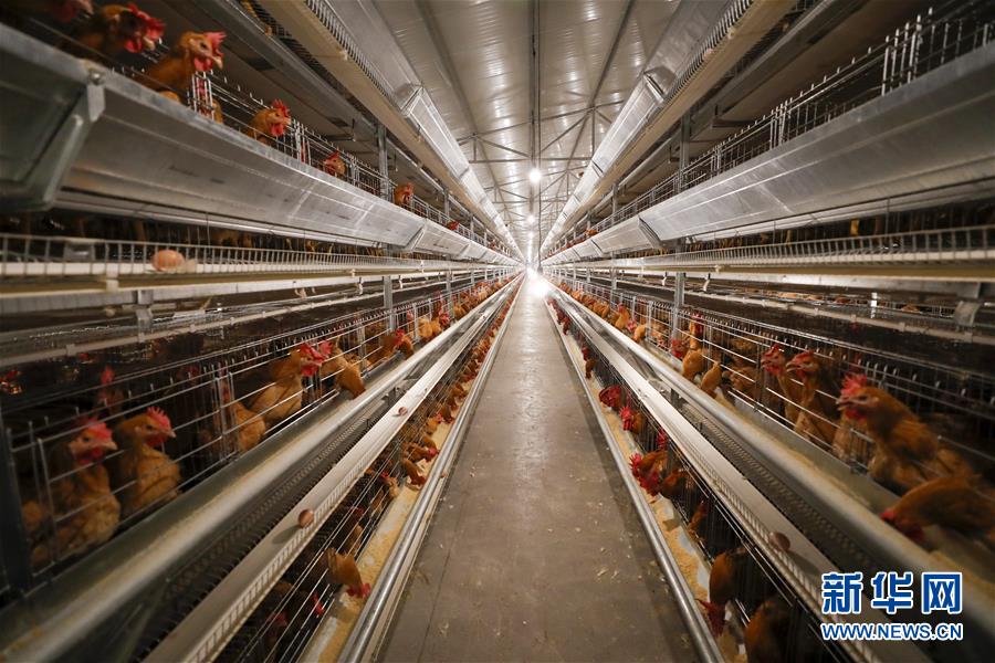 (圖文互動)(1)疏通產(chǎn)業(yè)鏈堵點(diǎn) 保障“菜籃子”供應(yīng)——重慶養(yǎng)殖大區(qū)力促養(yǎng)殖業(yè)補(bǔ)損復(fù)產(chǎn)