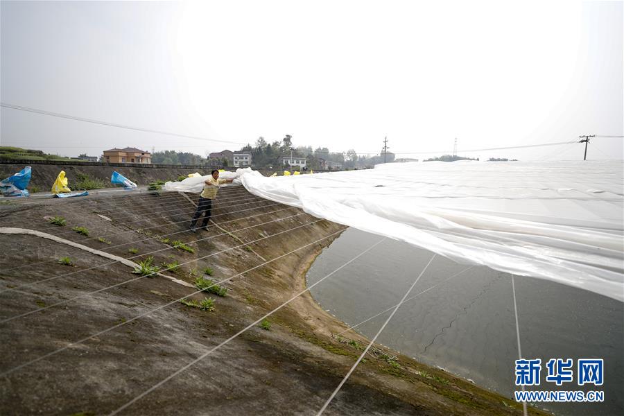 (圖文互動)(3)疏通產(chǎn)業(yè)鏈堵點(diǎn) 保障“菜籃子”供應(yīng)——重慶養(yǎng)殖大區(qū)力促養(yǎng)殖業(yè)補(bǔ)損復(fù)產(chǎn)