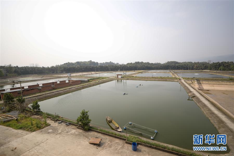 (圖文互動)(6)疏通產(chǎn)業(yè)鏈堵點 保障“菜籃子”供應(yīng)——重慶養(yǎng)殖大區(qū)力促養(yǎng)殖業(yè)補損復(fù)產(chǎn)