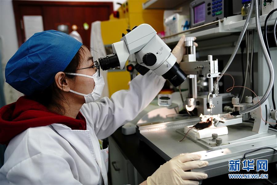 （圖文互動(dòng)）（2）攻擊行為如何被大腦控制？科學(xué)家在小鼠大腦中發(fā)現(xiàn)“調(diào)節(jié)開關(guān)”