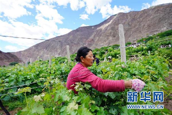 (決戰(zhàn)決勝脫貧攻堅·圖文互動)(2)西藏昌都“甜蜜”產(chǎn)業(yè)助脫貧