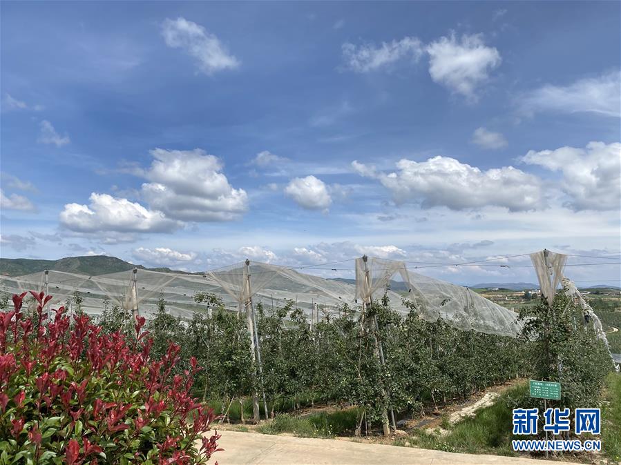 （決戰(zhàn)決勝脫貧攻堅(jiān)·圖文互動）（3）高原紅了，日子好了——貴州海拔最高縣發(fā)展蘋果產(chǎn)業(yè)見聞