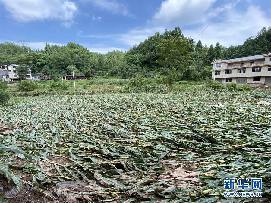 （防汛抗洪·圖文互動）（4）山洪襲來前，澧水河畔大轉移