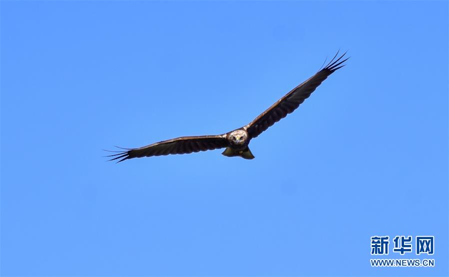 (新華網(wǎng)·圖文互動)(2)云南保山首次記錄到國家重點(diǎn)保護(hù)野生動物白頭鷂